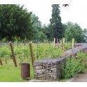 Atelier découverte de la vigne à Champigny-sur-Marne