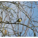 Sortie ornithologique au bois de Vincennes
