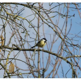 Balade nature : sortie ornithologique au bois de Vincennes Balade nature : sortie ornithologique au bois de Vincennes